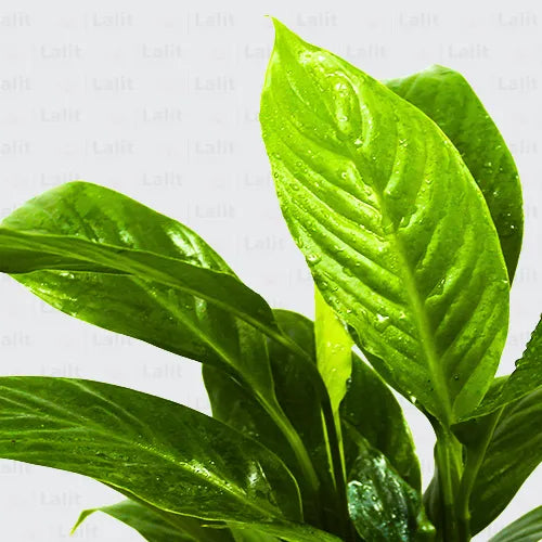 Buy Peace Lily (Spathiphyllum) - Plant Online at Lalitenterprise