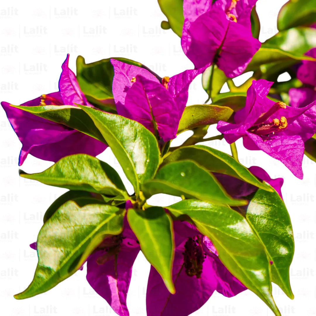 Buy Dwarf Bougainvillea Magenta Colour - Plant Online at Lalitenterprise