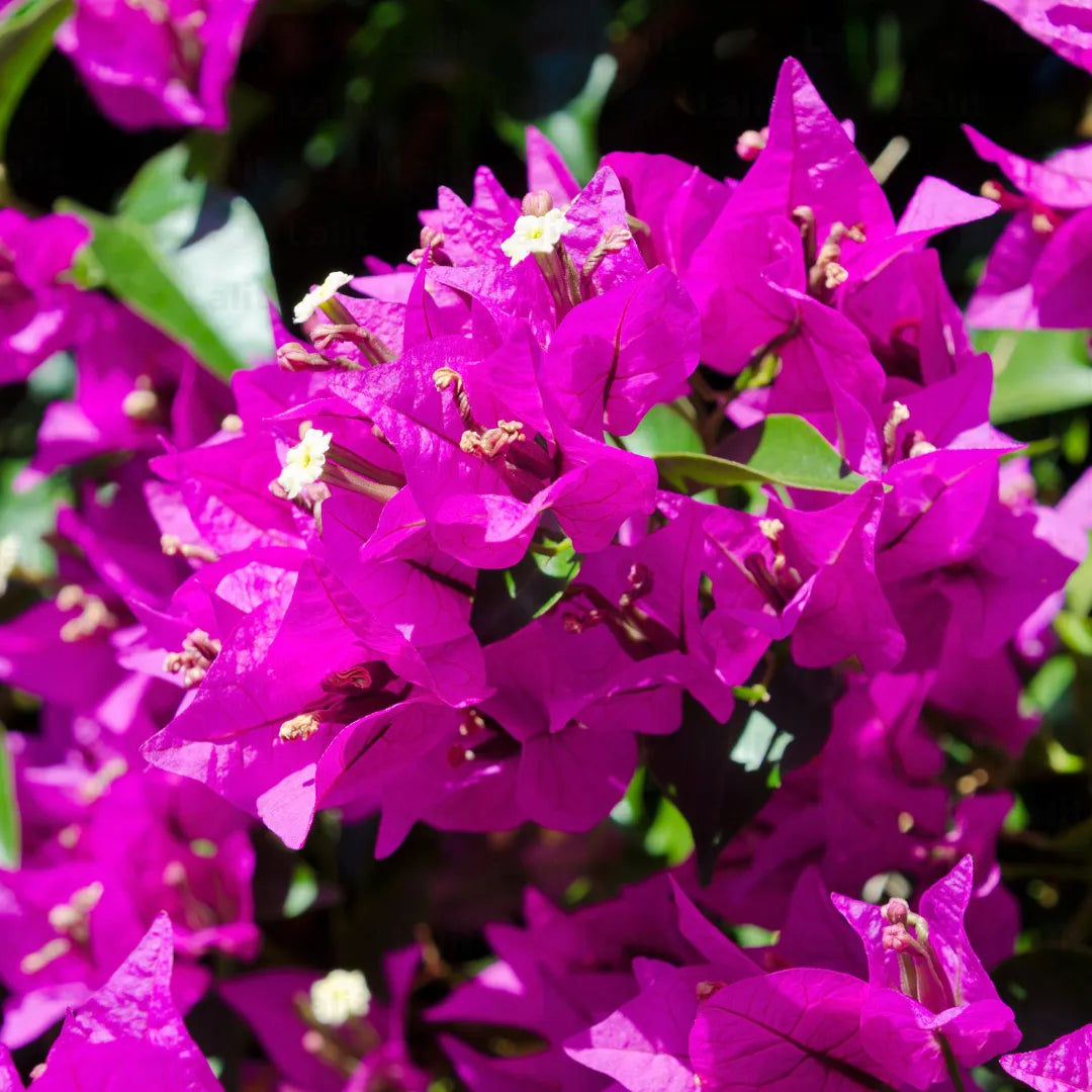 Buy Dwarf Bougainvillea Magenta Colour - Plant Online at Lalitenterprise