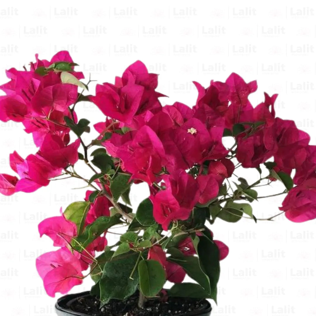 Buy Dwarf Bougainvillea Magenta Colour - Plant Online at Lalitenterprise