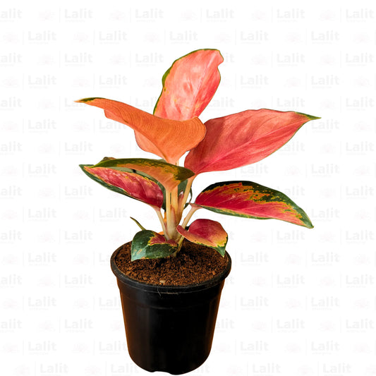 Buy Aglaonema Thailand Red (Valentine Aglaonema) - Plant Online at Lalitenterprise