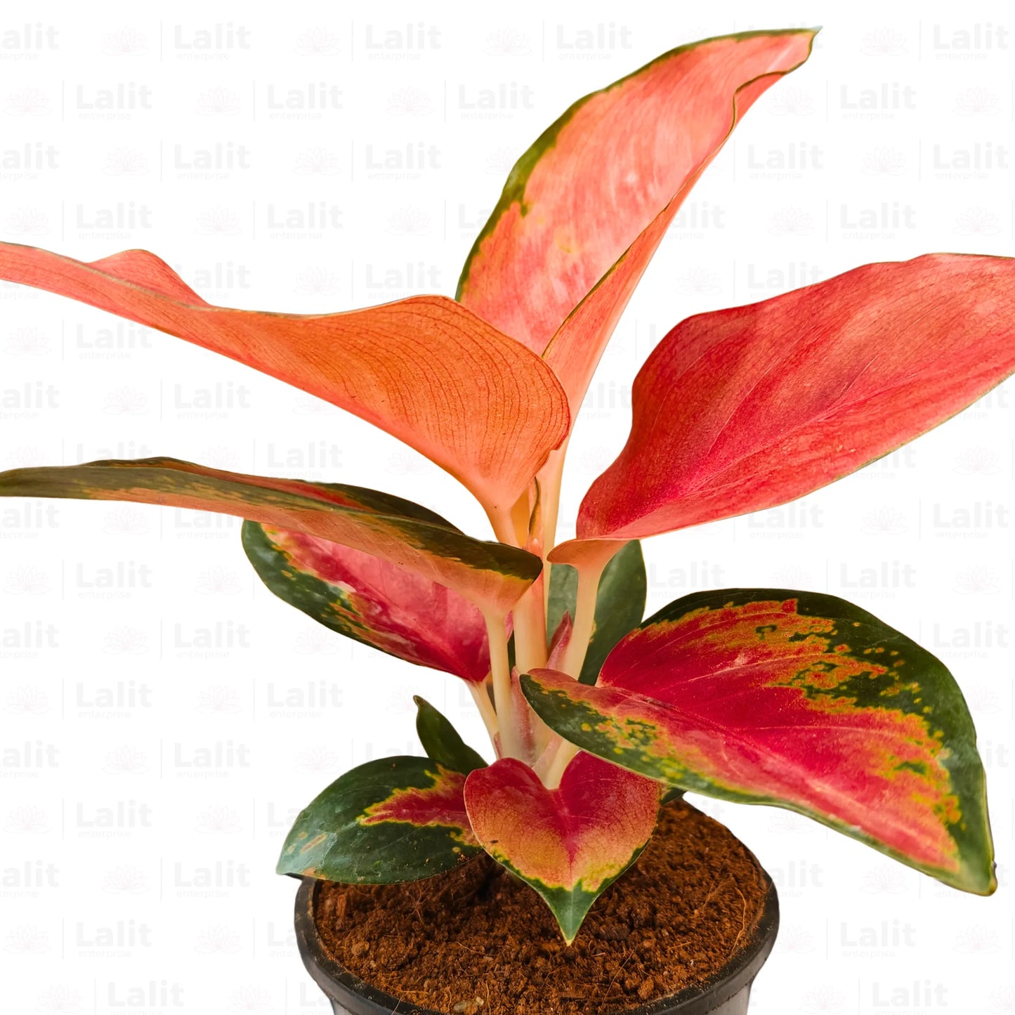 Buy Valentine Aglaonema - Plant Online at Lalitenterprise