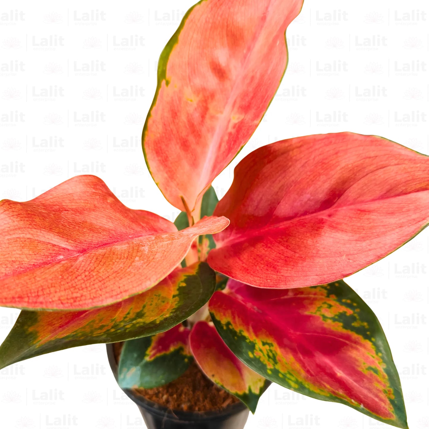 Aglaonema Thailand Red (Valentine Aglaonema) - Plant