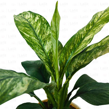 Buy Spathiphyllum wallisii 'Domino' - Plant Online at Lalitenterprise