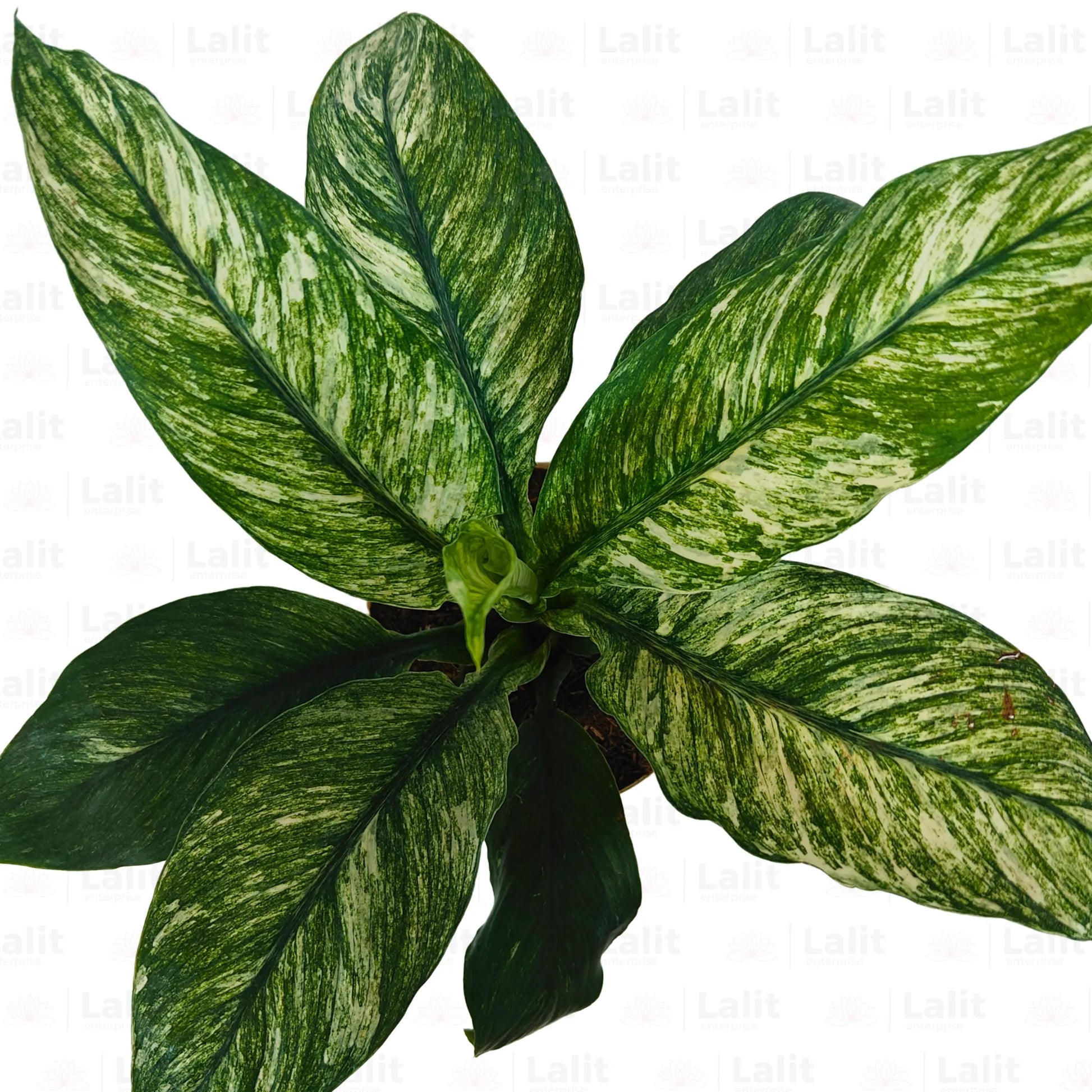 Buy Variegated Peace Lily - Plant Online at Lalitenterprise