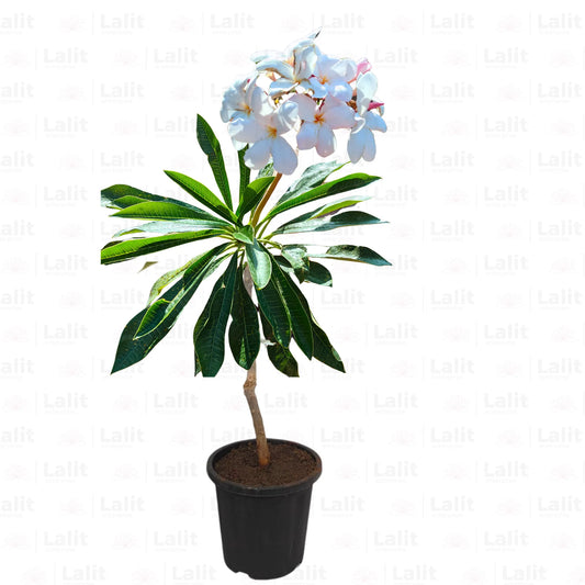 Buy American Plumeria - Plant Online at Lalitenterprise
