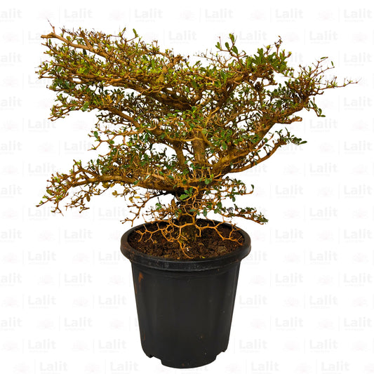 Buy Terminalia Catappa Bonsai  (6-8 Year Old) - Plant Online at Lalitenterprise