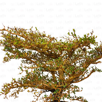 Buy Terminalia Catappa Bonsai (6-8 Year Old) - Plant Online at Lalitenterprise