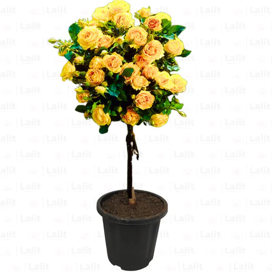 Buy Standard Rose - Plant Online at Lalitenterprise