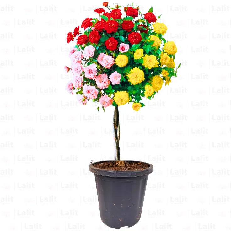 Buy Standard Rose (Multi Colour) - Plant Online at Lalitenterprise
