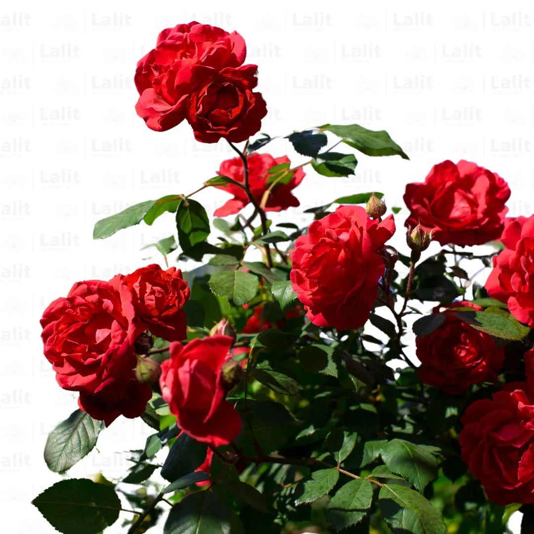 Buy Standard Rose  (Red) - Plant Online at Lalitenterprise