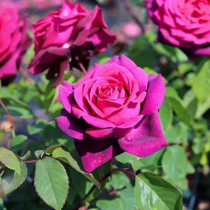 Buy Standard Rose (Dark Pink) - Plant Online at Lalitenterprise