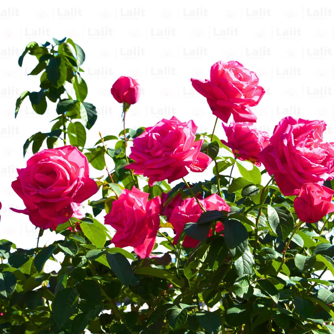 Buy Standard Rose (Pink) - Plant Online at Lalitenterprise