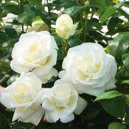 Buy Standard Rose (White) - Plant Online at Lalitenterprise