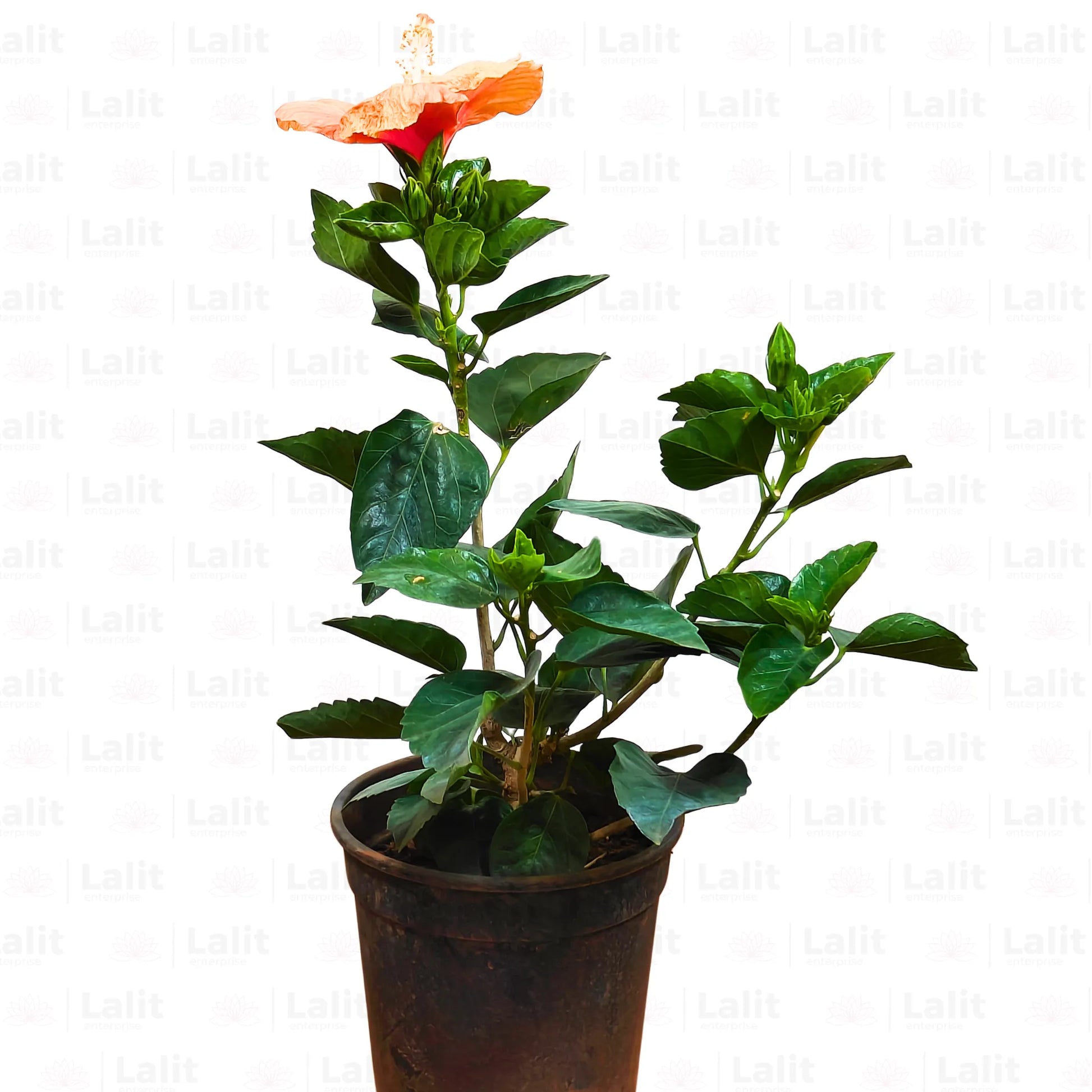Buy Hibiscus Rosa-Sinensis - Plant Online at Lalitenterprise