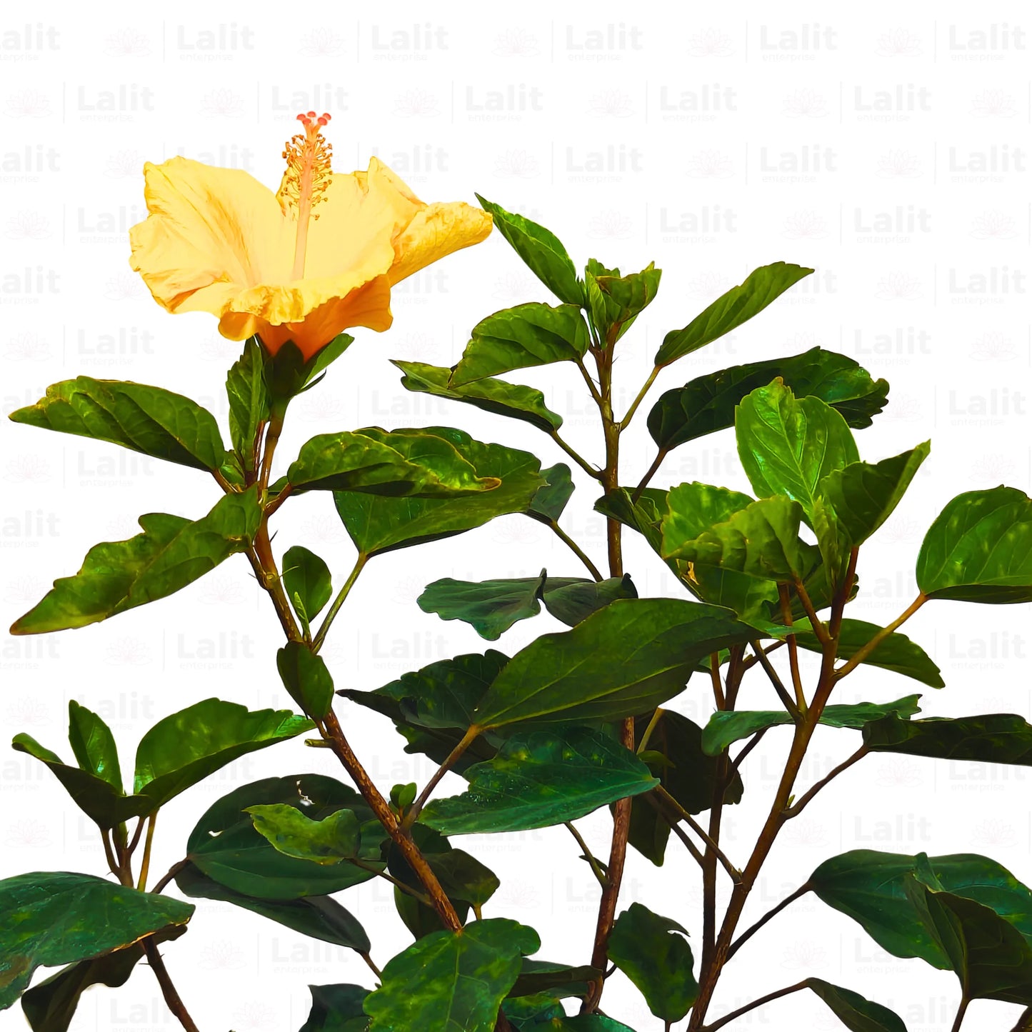 Buy American Hibiscus - Plant Online at Lalitenterprise