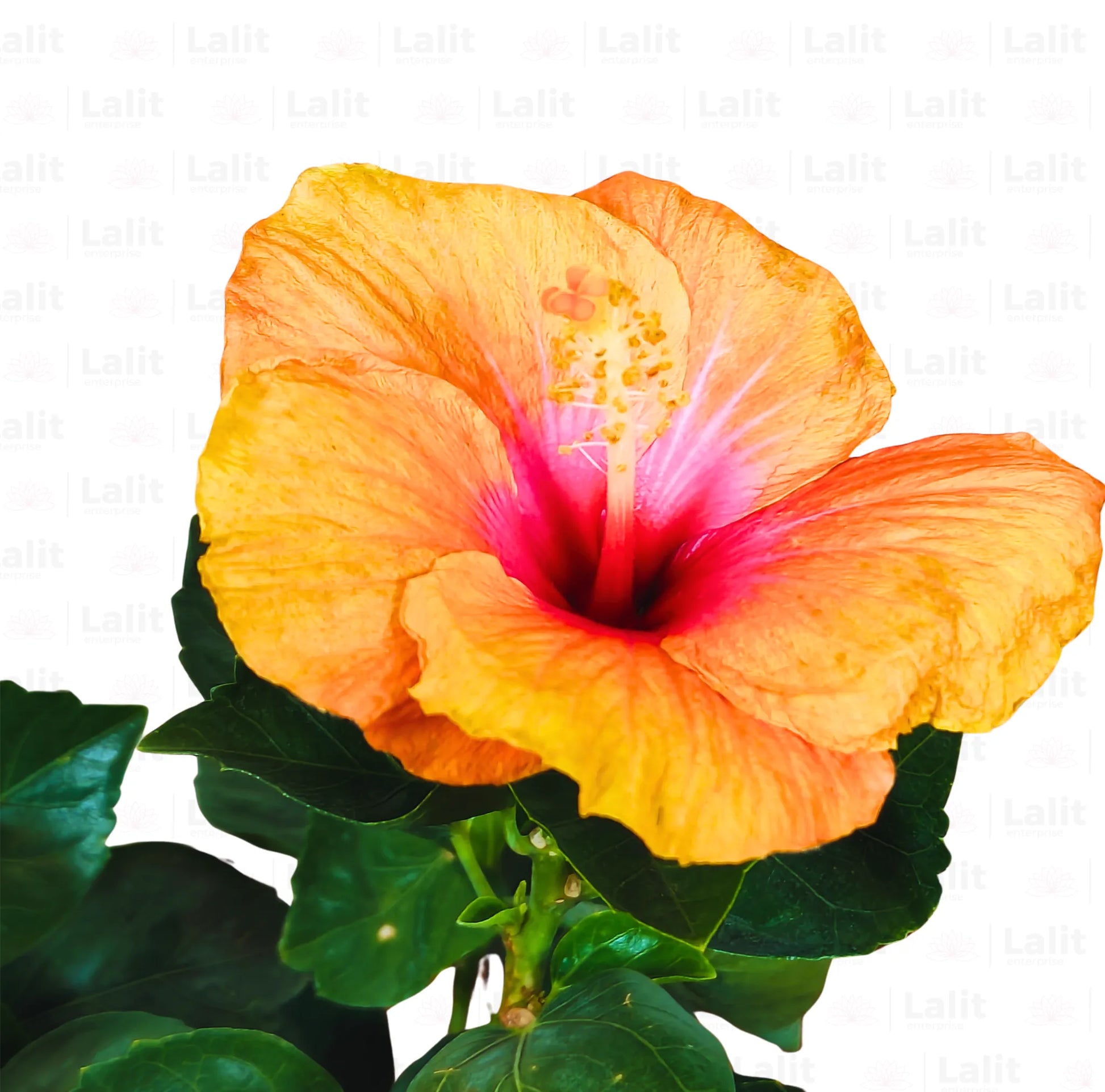 Buy American Hibiscus (Orange) - Plant Online at Lalitenterprise