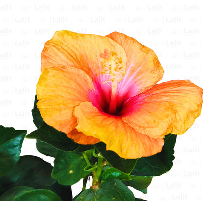 Buy American Hibiscus (Orange) - Plant Online at Lalitenterprise