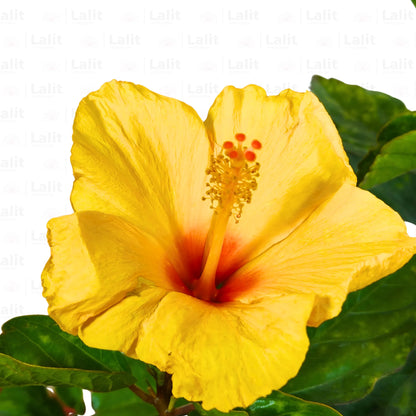 Buy American Hibiscus (Yellow) - Plant Online at Lalitenterprise