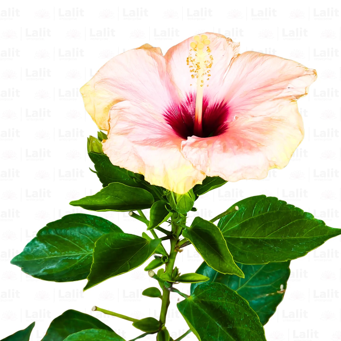 Buy American Hibiscus (Hibiscus Rosa-Sinensis) - Plant Online at Lalitenterprise