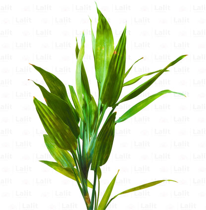 Buy Lance Dracaena - Plant Online at Lalitenterprise