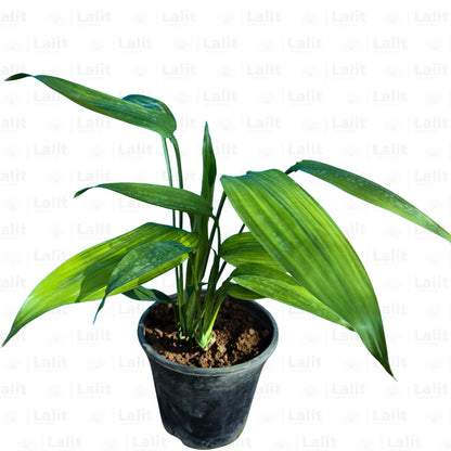 Buy Dracaena Aubryana (Lance Dracaena) - Plant Online at Lalitenterprise