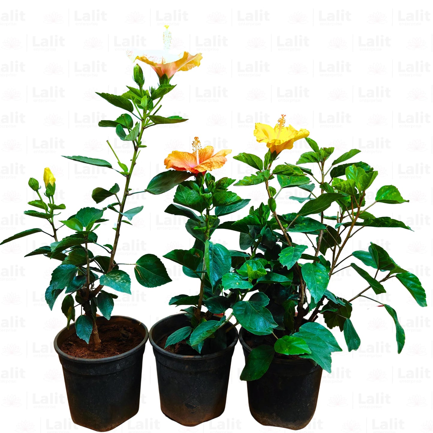 Buy American Hibiscus "Pack of 3" - Plant Online at Lalitenterprise
