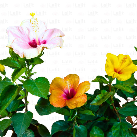 Buy American Hibiscus "Pack of 3" - Plant Online at Lalitenterprise