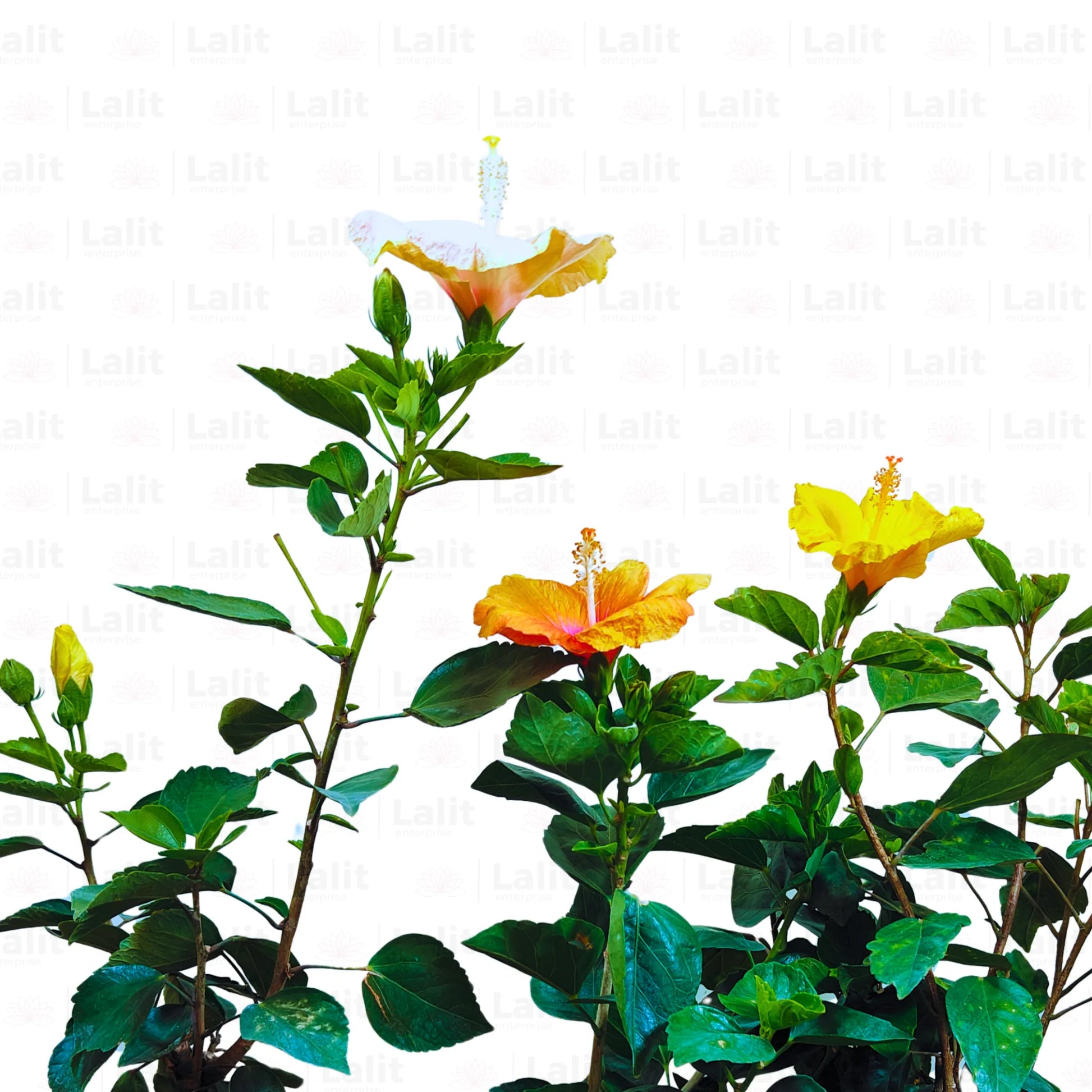 Buy American Hibiscus  - Plant Online at Lalitenterprise