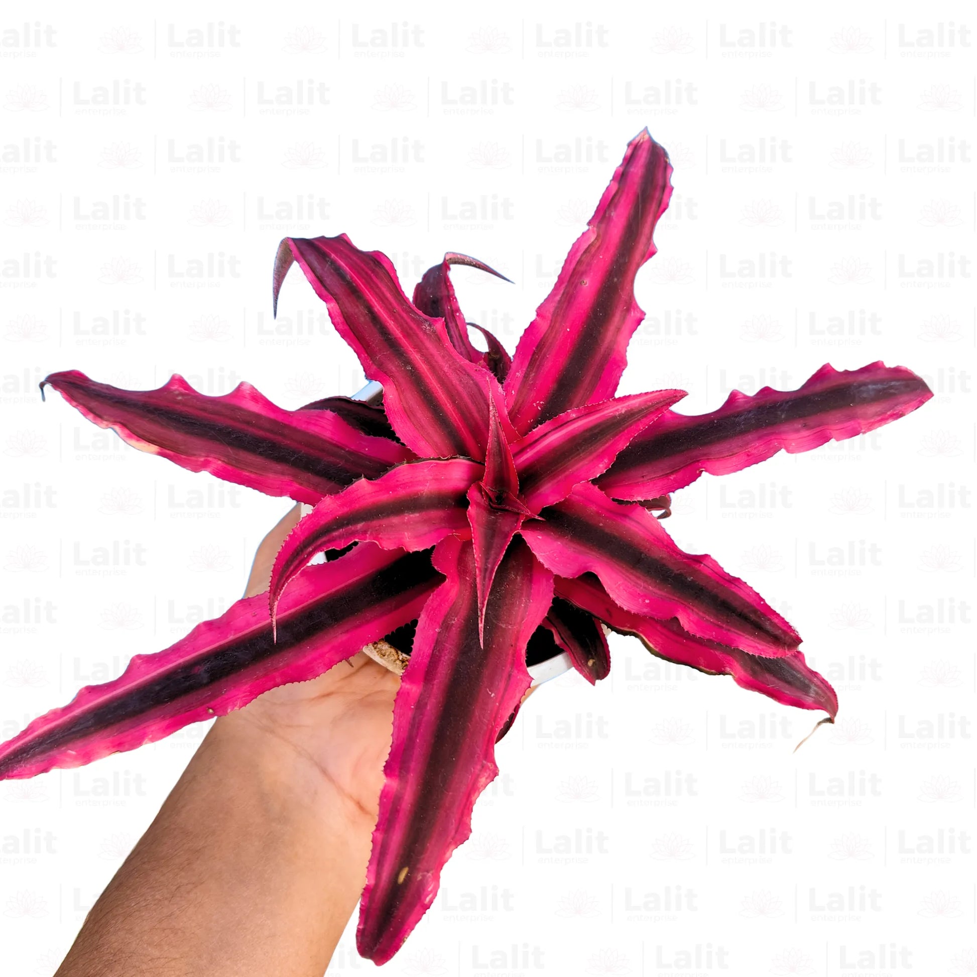 Buy Cryptanthus Red - Plant Online at Lalitenterprise