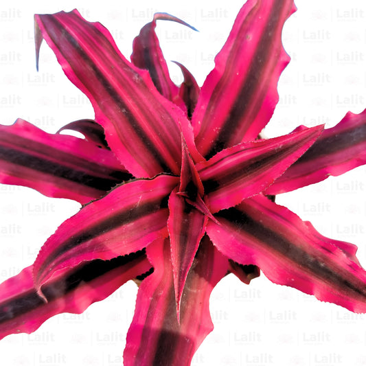 Buy Cryptanthus Red (Earth Star) - Plant Online at Lalitenterprise