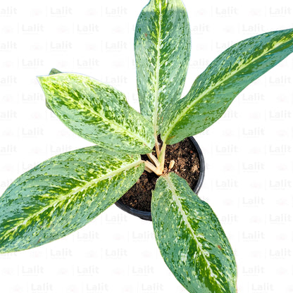 Buy Aglaonema Butterfly - Plant Online at Lalitenterprise