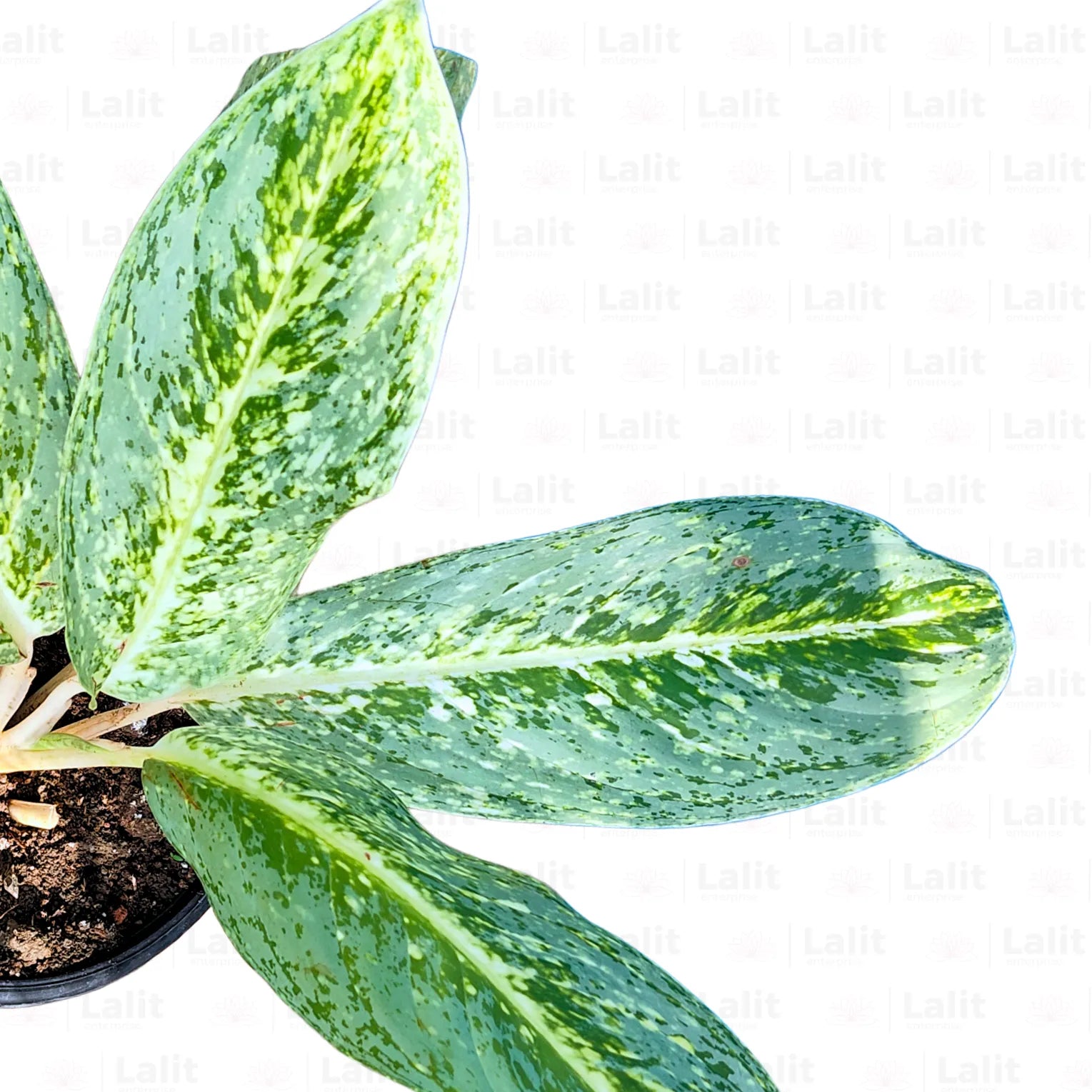 Buy Aglaonema Butterfly - Plant Online at Lalitenterprise