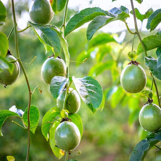 Buy Passion Fruit (Passiflora Edulis) - Plant Online at Lalitenterprise