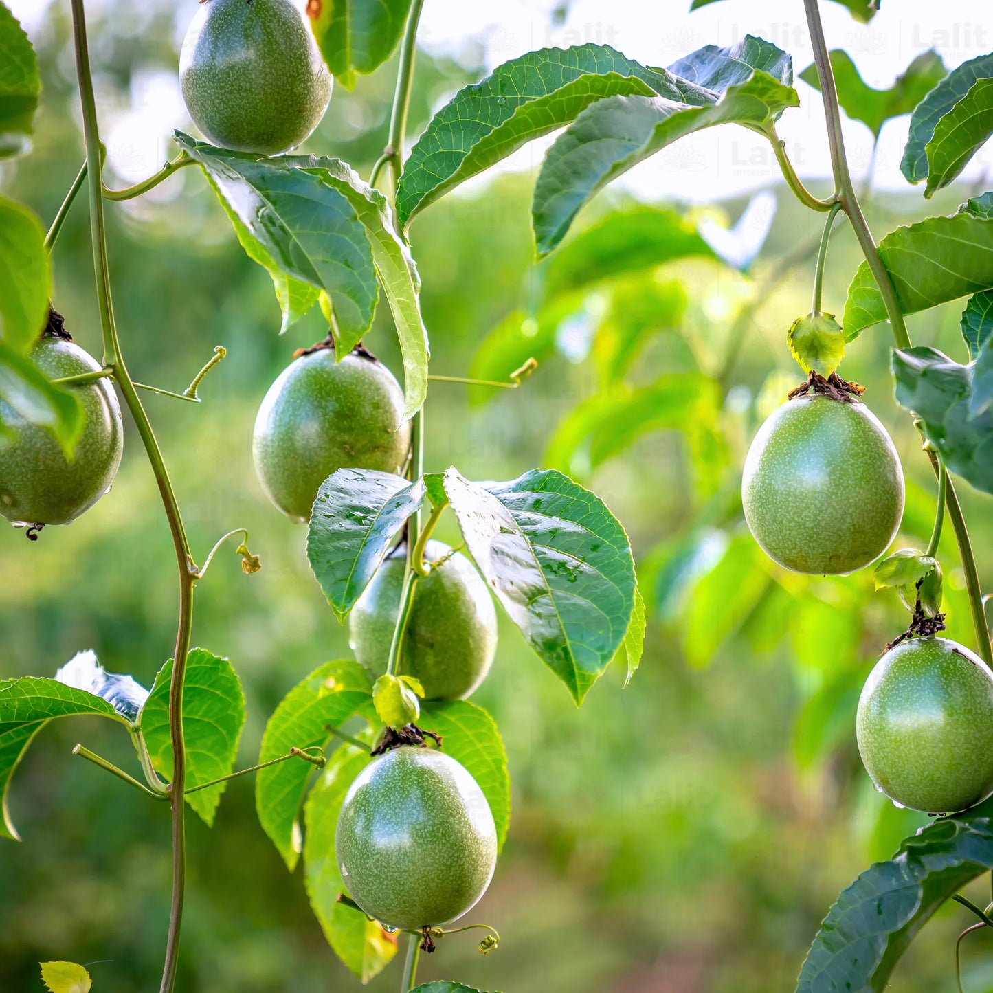 Buy Passion Fruit (Passiflora Edulis) - Plant Online at Lalitenterprise