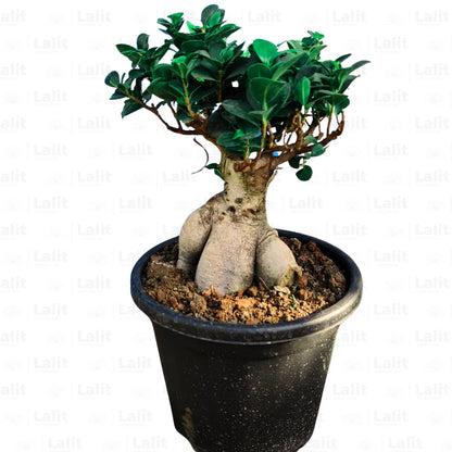 Buy Ficus Microcarpa Bonsai Ginseng (Ficus retusa Bonsai) - Plant Online at Lalitenterprise