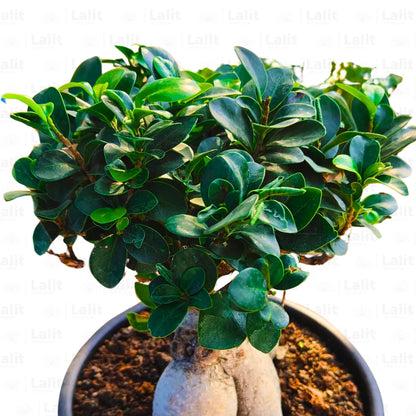 Buy Ficus retusa Bonsai - Plant Online at Lalitenterprise