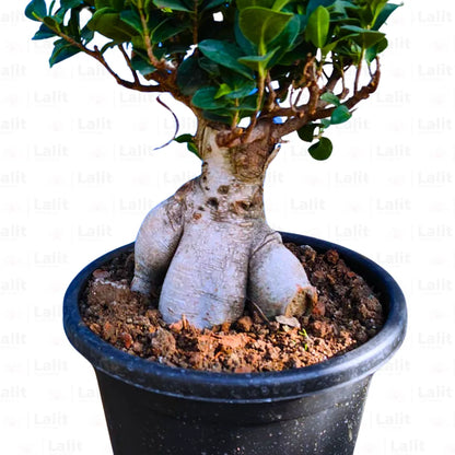 Buy Ficus Microcarpa Bonsai Ginseng - Plant Online at Lalitenterprise