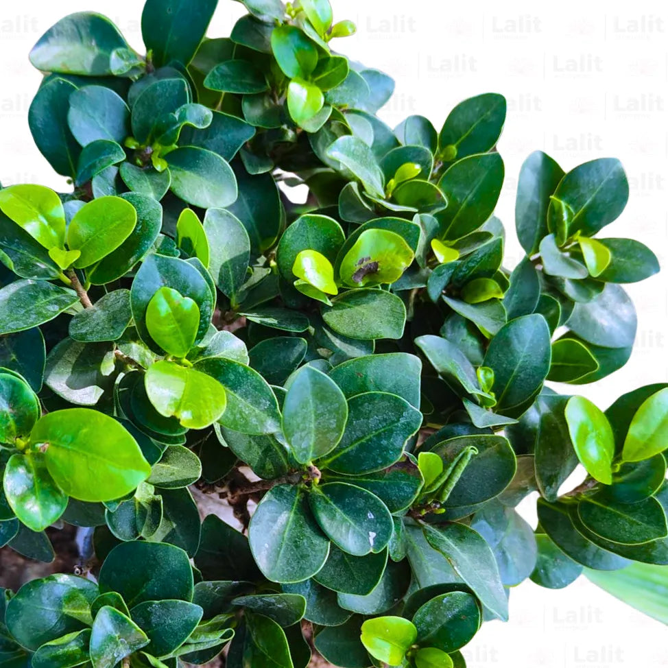 Buy Ficus Microcarpa Bonsai Ginseng (Ficus retusa Bonsai) - Plant Online at Lalitenterprise