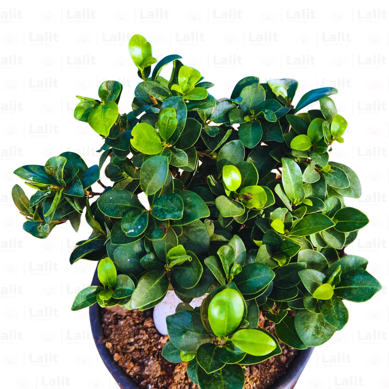 Buy Ficus retusa Bonsai - Plant Online at Lalitenterprise