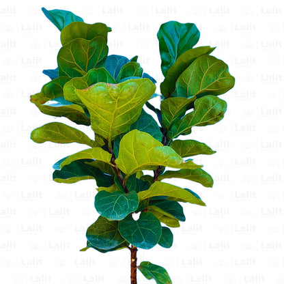 Ficus Lyrata Dwarf | Fiddle leaf Fig Bambino - Plant
