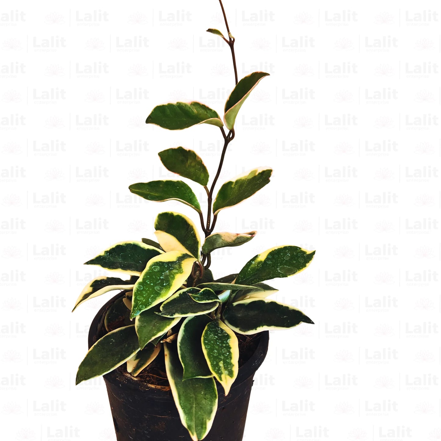 Buy Hoya Carnosa "Variegated" - Plant Online at Lalitenterprise