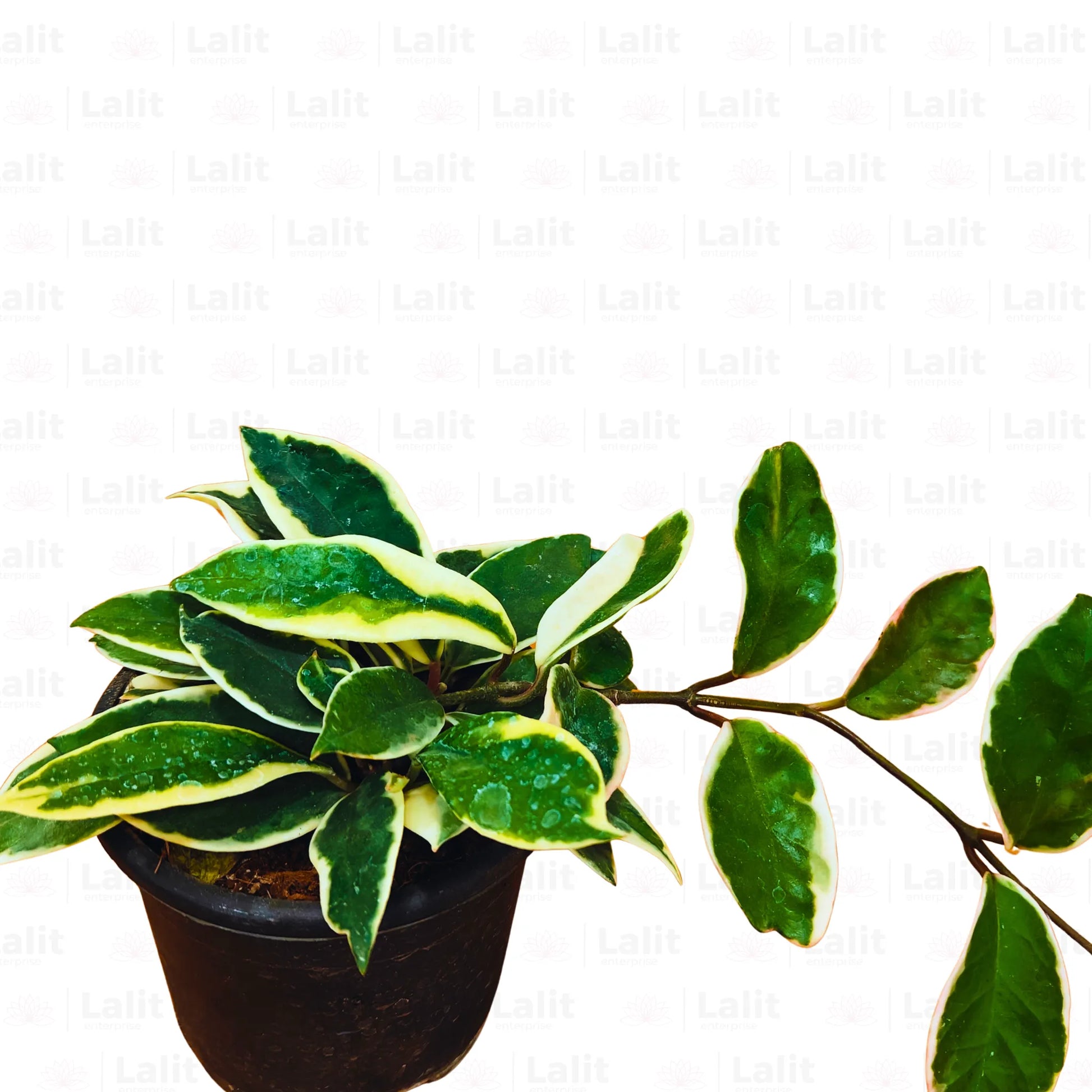 Buy Hoya Carnosa (Krimson Queen) "Variegated" - Plant Online at Lalitenterprise