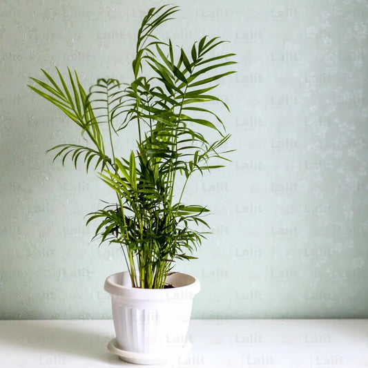 Buy Chamaedorea Elegans (Bamboo Palm, Parlour Palm) - Plant Online at Lalitenterprise