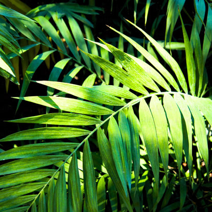 Buy Bamboo Palm, Parlour Palm - Plant Online at Lalitenterprise