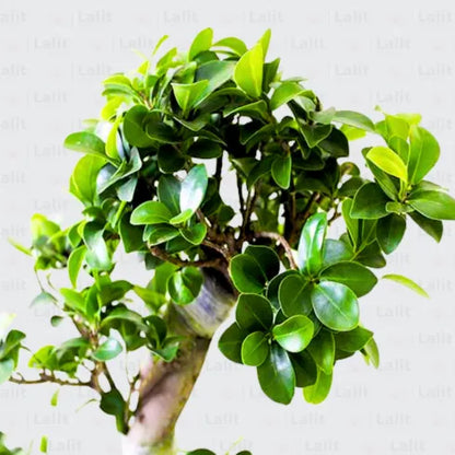 Buy Ficus S- Shape Tree "Bonsai" - Plant Online at Lalitenterprise