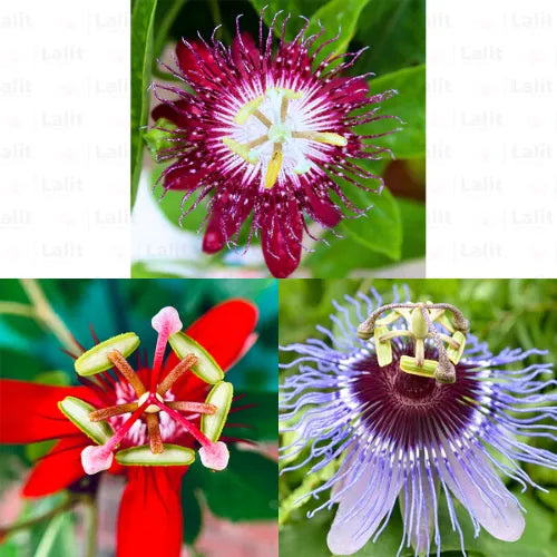Buy Passiflora Incarnata (Krishnakamal) "Pack of 3" - Plant Online at Lalitenterprise