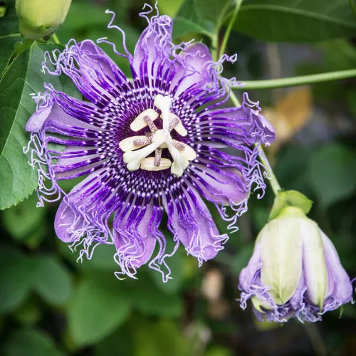 Buy Passiflora Incarnata (Krishnakamal) Blue - Plant Online at Lalitenterprise