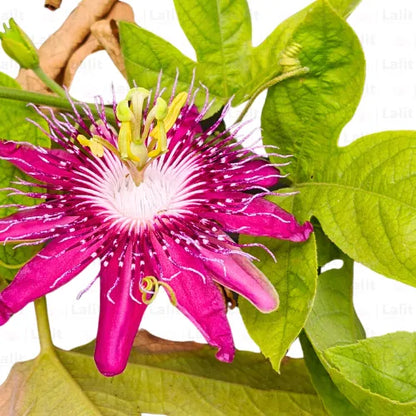 Buy Passiflora Incarnata (Krishnakamal) Pink - Plant Online at Lalitenterprise
