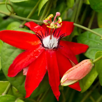 Buy Passiflora Incarnata (Krishnakamal) Red - Plant Online at Lalitenterprise